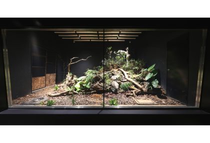 QuruGuru アマミノクロウサギミュージアムくるぐる – 大和村
